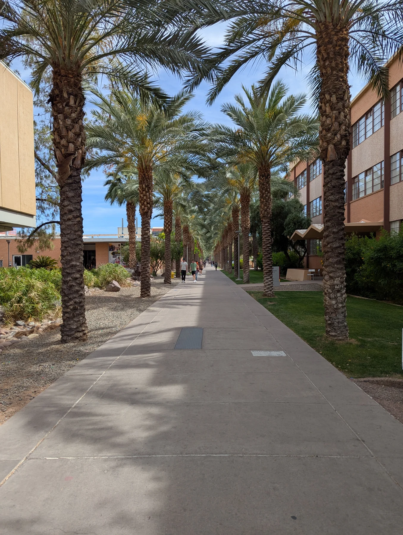 Palm Walk at Arizona State University's Tempe campus